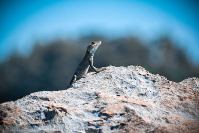 Close-up of lizard on rock