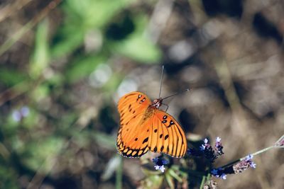 Butterfly on plant