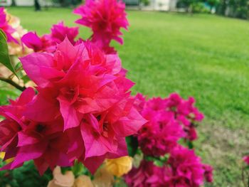 Close-up of pink flowers blooming in park