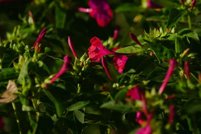 Close-up of red flowers