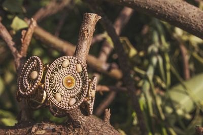 Close-up of a lizard on tree