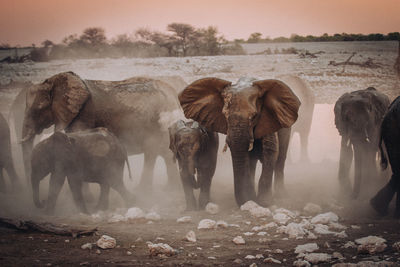 View of elephant on land