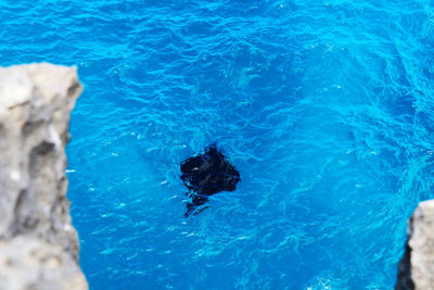 High angle view of turtle swimming in sea