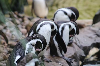 Close-up of penguin