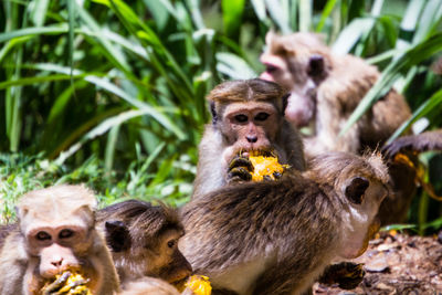 Monkeys in a farm eating fruit 