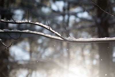 Close-up of snow on branch during winter