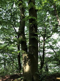 Low angle view of trees in forest