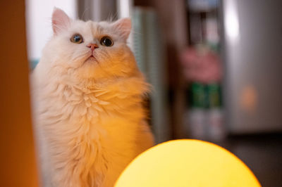 Close-up portrait of a cat