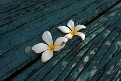 Close-up of white frangipani on wood