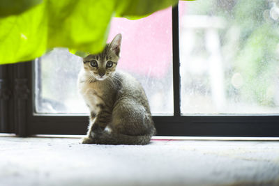 Cat sitting on window sill