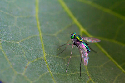 High angle view of insect on leaf