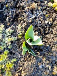 High angle view of green plant on field