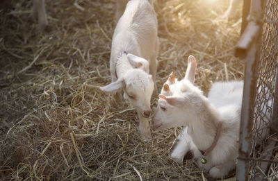 High angle view of sheep on field