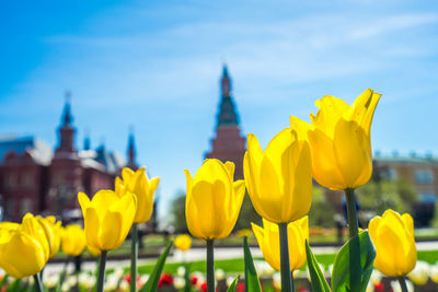 Close-up of yellow tulips