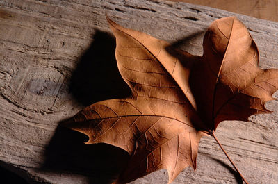 Close-up of dry autumn leaf on wooden plank