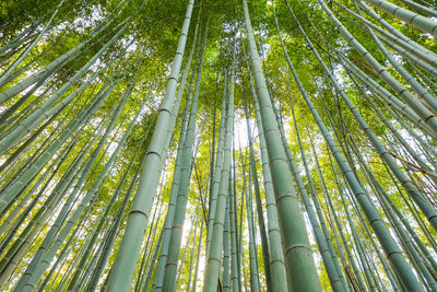 Low angle view of bamboo trees in forest