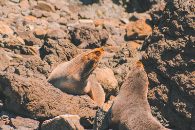 Close-up of seals on rocks at beach