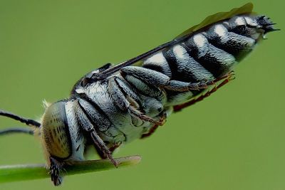 Close-up of butterfly on leaf