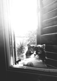 Portrait of cat sitting on window sill