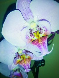 Close-up of purple orchid