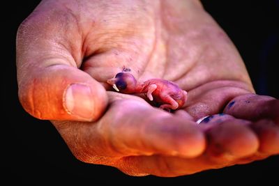 Close-up of young bird in human hand