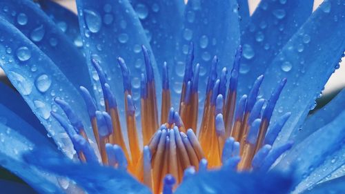Close-up of water drops on blue flowers