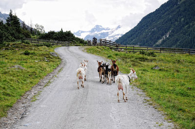 Goat on road amidst field