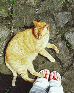 Low section of woman