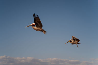 Low angle view of bird flying against sky