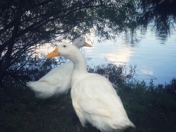 Swan in a lake