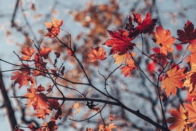 Low angle view of maple leaves on tree