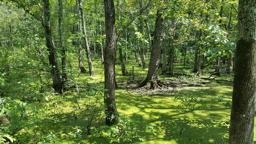 Trees in forest
