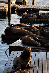 Duck relaxing on pier over lake