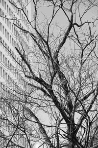 Low angle view of bare tree against sky