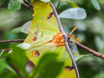 Close-up of insect on branch