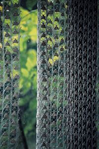 Close-up of moss growing on tree trunk