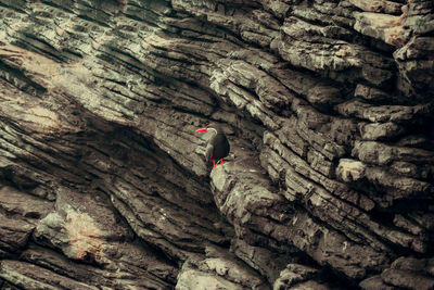 Low angle view of rock on mountain