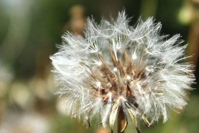 Close-up of dandelion flower