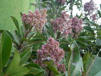 Close-up of pink flowers