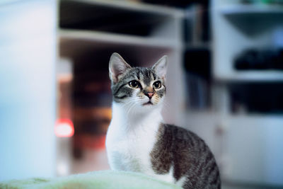 Close-up portrait of cat looking at camera