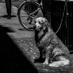 Low section of man with dog sitting on bicycle