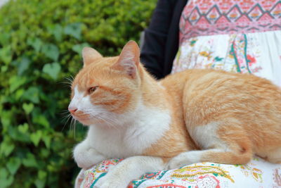 Close-up of ginger cat sitting on woman lap