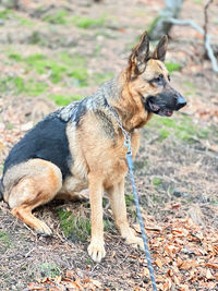 Dog standing on field