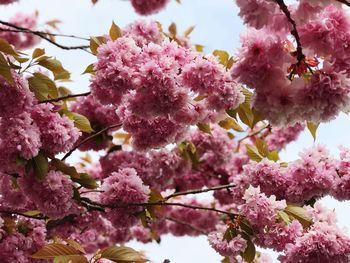 Low angle view of pink cherry blossom