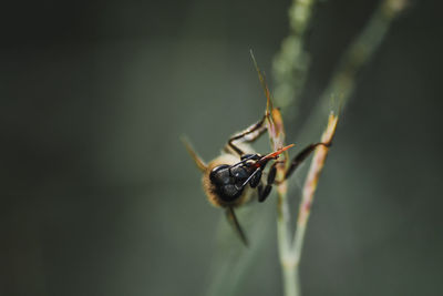 Close-up of insect on plant