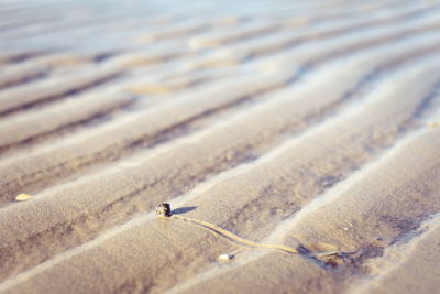 High angle view of crab on beach