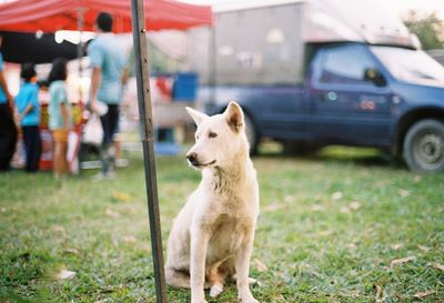 Close-up of dog standing by car