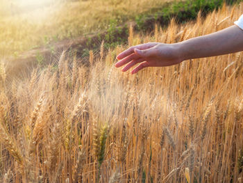 Close-up of hand touching wheat field