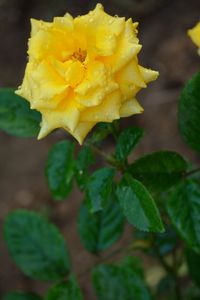 Close-up of yellow flower blooming outdoors