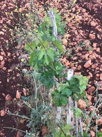 Close-up of plants growing on field